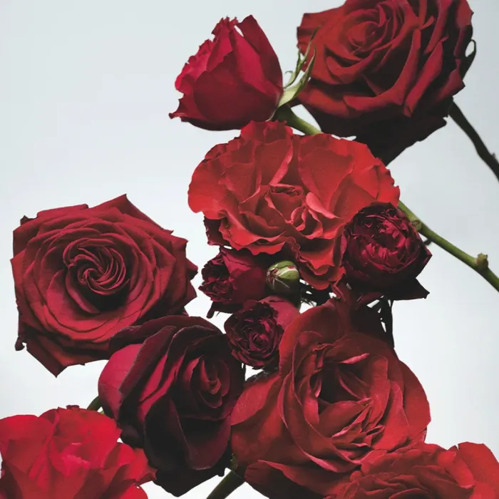 Red Roses
