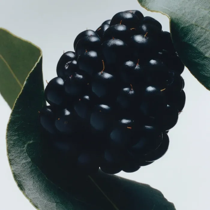 Blackberry & Bay Body Crème