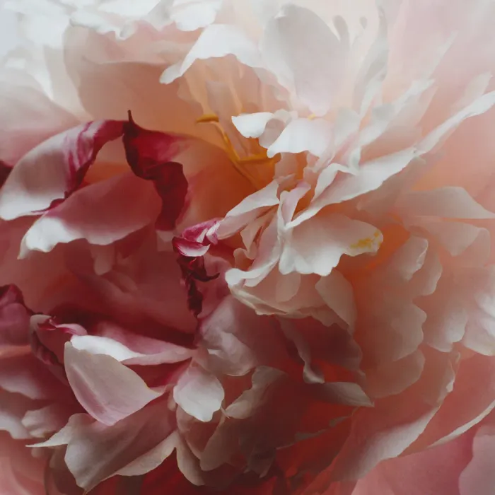 Peony & Blush Suede Room Spray