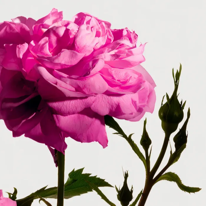 Radical Rose Body Wash
